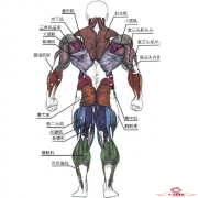 人体肌肉图解，每一块肌肉在哪里，让你一目了然！